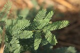 Fototapeta  - Prosopis tree leaves closeup. Nature background.