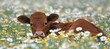 Young calf grazing in daisy field on a summer day  tranquil farm animal scene with copy space