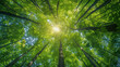© DayDay Studio - Vertically looking up to trees in a forrest. Green nature. AI Generated