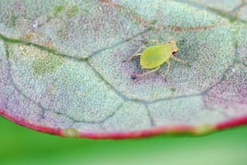 Poster - Rotten cucumber on yellow background. Global hunger problem. Over consumption concept. 