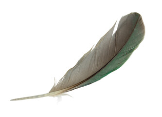 Wall Mural - Beautiful macaw parrot feather bird isolated on white background with clipping path