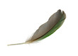 Beautiful macaw parrot feather bird isolated on white background with clipping path