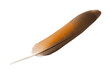 Beautiful eagle feather isolated on white background with clipping path