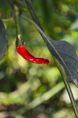 Wall Mural - red hot chili peppers plant close up nature, organic vegetable in garden