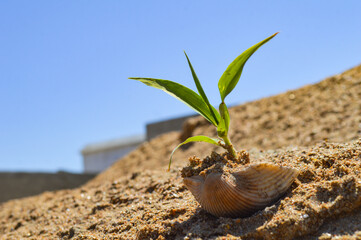 Canvas Print - grass in seashell on the sand, natural background blue sky