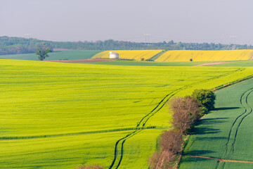 Multicolored Rural Spring Landscape.Green Field Of Wheat and Strip Of Yellow Flowering Rape. Wavy Fields And Silo In Springtime.Czech Agricultural Landscape