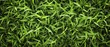 Lush green grass texture, perfect for natural background.