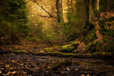 Fototapeta  - Leśna dolina z pięknym światłem