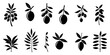 Olive branches with long leaves vector collection. Set of black silhouettes leaves and tree branches. Hand drawn foliage, herbs, tree twig. Vector ink elements isolated on white background.