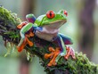 Close-up of a colorful red-eyed tree frog perched on a green mossy branch, displaying vivid contrasts in a rainforest setting.