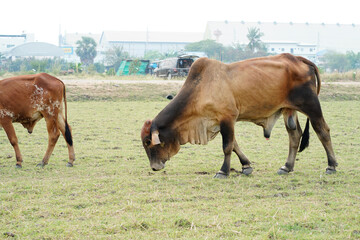 Cow in the green grass