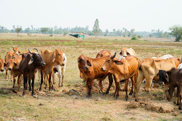 Cow in the green grass