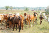 Fototapeta Konie - Cow in the green grass