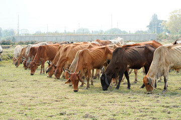 Cow in the green grass