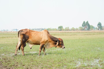 Cow in the green grass