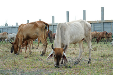 Cow in the green grass