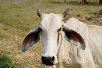 Cow in the green grass