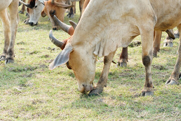 Cow in the green grass