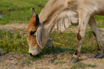 Cow in the green grass