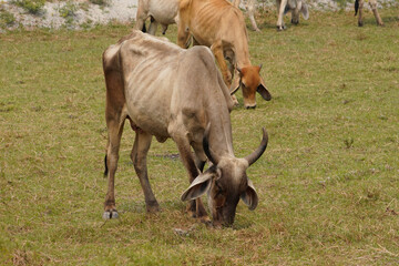 Cow in the green grass