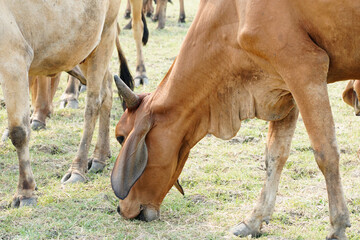 Cow in the green grass