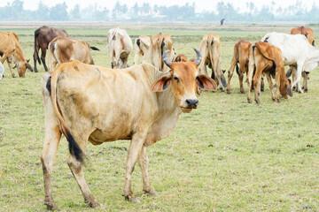 Cow in the green grass