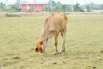 Cow in the green grass