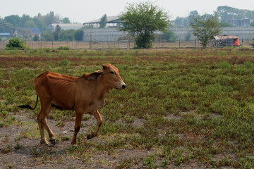 Cow in the green grass