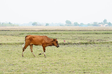 Cow in the green grass