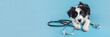 © john - Puppy dog border collie and stethoscope isolated on blue background. Little dog on reception at veterinary doctor in vet clinic. Pet health care and animals concept Banner