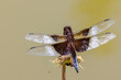 widow skimmer Dragonfly on branch