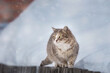 Cat outdoors in snowy winter. Cat siting in snow near fir tree...