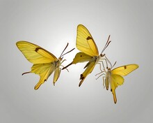 Set - Three Beautiful Yellow Butterflies Gonepteryx Isolated On White Background. Butterfly With Spread Wings And In Flight