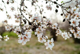 Fototapeta Zachód słońca - Closeup capturing the delicate flowers of a blossoming almond tree