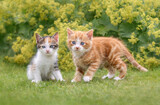 Fototapeta Koty - Two cute baby cat kittens with blue eyes, a pair of siblings, posing side by side on green grass and looking curiously in a flowery garden