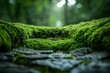 Moss Covered Pathway into a Fantastical Microcosm A Magical Portal to Explore the Hidden Wonders Beneath
