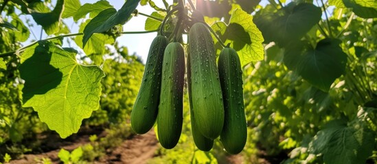 Wall Mural - A cluster of green cucumbers dangle from the vine of a terrestrial plant in a field. These natural foods are a local vegetable produce, fresh and crisp