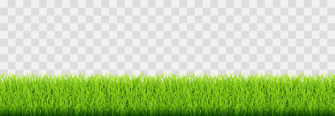 green vector grass isolated on png background. spring green grass, lawn. summer nature decoration