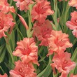 Gladiolus in Full Bloom A Summers Elegant Ode to Natures Splendor