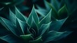 Cactus plant Agave attenuata soft details texture. Natural abstract, delicate and fluid shapes lines. Highlight focused leaf edges and blurred background. Dark moody feel - generative ai