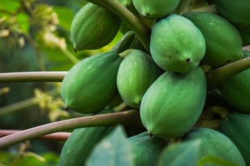 Close up photo of papaya tree bearing many fruit. Pepaya is still young and green. Concept for agriculture, urban farming.