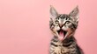 feline standing out tongue detached on pink background