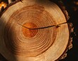 A detailed view of a maple tree cross-section, where the rings might almost seem to ooze the sweet syrup the tree is famous for, with warm tones that invite cozy feelings.