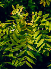 LEAVES