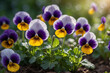 Farbenfrohe wilde Stiefmütterchen leuchten im sanften Morgenlicht - Viola tricolor