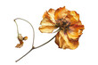 Translucent dried poppy flower isolated on a transparent scene