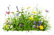 Assorted wildflowers and grass isolated on transparent