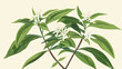 Anise Flowering Plant Specie with Feathery Leaves 