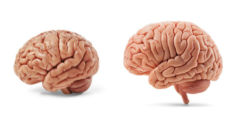 human brain png with transparent background, no background collection set, generative ai