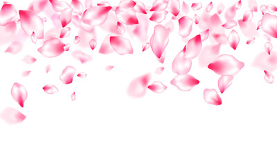 Wall Mural - Pink sakura petals confetti flying and falling